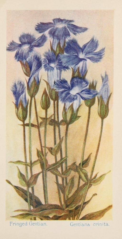 American Wild Flowers 1902 Fringed Gentian Poster Print by F. S-Mathews ...