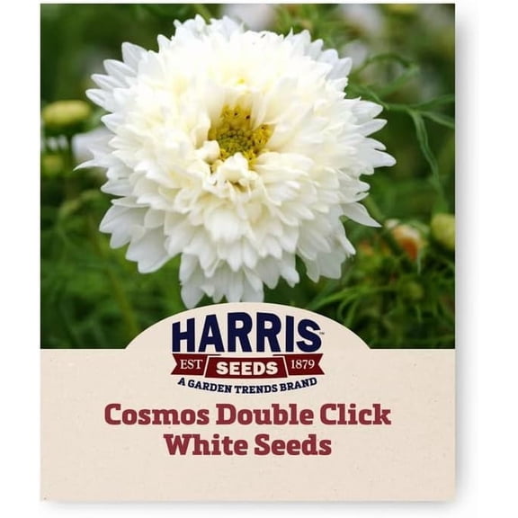 Harris Seeds Cosmos Double Click White, Tall Double Bloom Cut Flower Variety, 250 Count