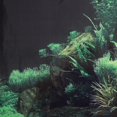 thumbnail image 2 of Fondo De Acuario Bajo El Agua, Cartel De Tanque De Peces, Coral No Reflectante Para Acuario De Tanque De Peces Anggrek Otros, 2 of 8