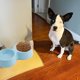 thumbnail image 4 of Laklulu Paquete de 2 comederos para mascotas para perros, gatos, cuenco de doble elevación, contenedor de agua y comida de plástico, 4 of 5