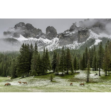 horses grazing in the