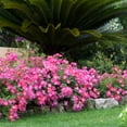 Pink Drift Rose (2 Gallon) Low-Growing Groundcover Deciduous Flowering ...