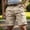 Complexion01, variant on Cargo Shorts for Men Relaxed Fit Waterproof Ripstop Tactical Shorts Lightweight Flexcamo Hiking Short Pant Multi Pockets Coffee M