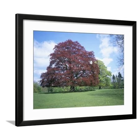 Copper Beech Tree - Copper Beech Tree, Croft Castle, Herefordshire, England, United Kingdom Framed Print Wall Art By David Hunter