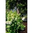 thumbnail image 4 of 2 gal. Moonrock Hardy Hydrangea (Paniculata) Live Shrub, Cream and Lime Green Flowers, 4 of 10