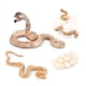 thumbnail image 3 of 8X Modelo BiolóGico del de Crecimiento de Animal Realista Juguetes Modelo BiolóGico de Crecimiento de la Serpiente de Crecimiento de la Cobra, 3 of 5