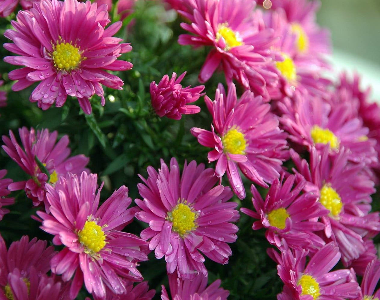 Aster Kickin® Carmine Red Fall Blooming Perennial Hardy