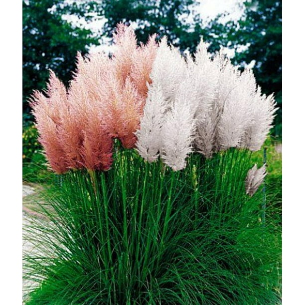 4 Pink and 4 White Pampas Grass Plants Cortaderia 2.5" Pots