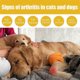 thumbnail image 3 of 1-3X Pet Bee Venom Joint & Bone Therapy Spray, Spray reparador de articulaciones para perros y gatos, alivio del dolor de articulaciones corporales, músculos y huesos, spray para el cuidado de 60 ml,, 3 of 5