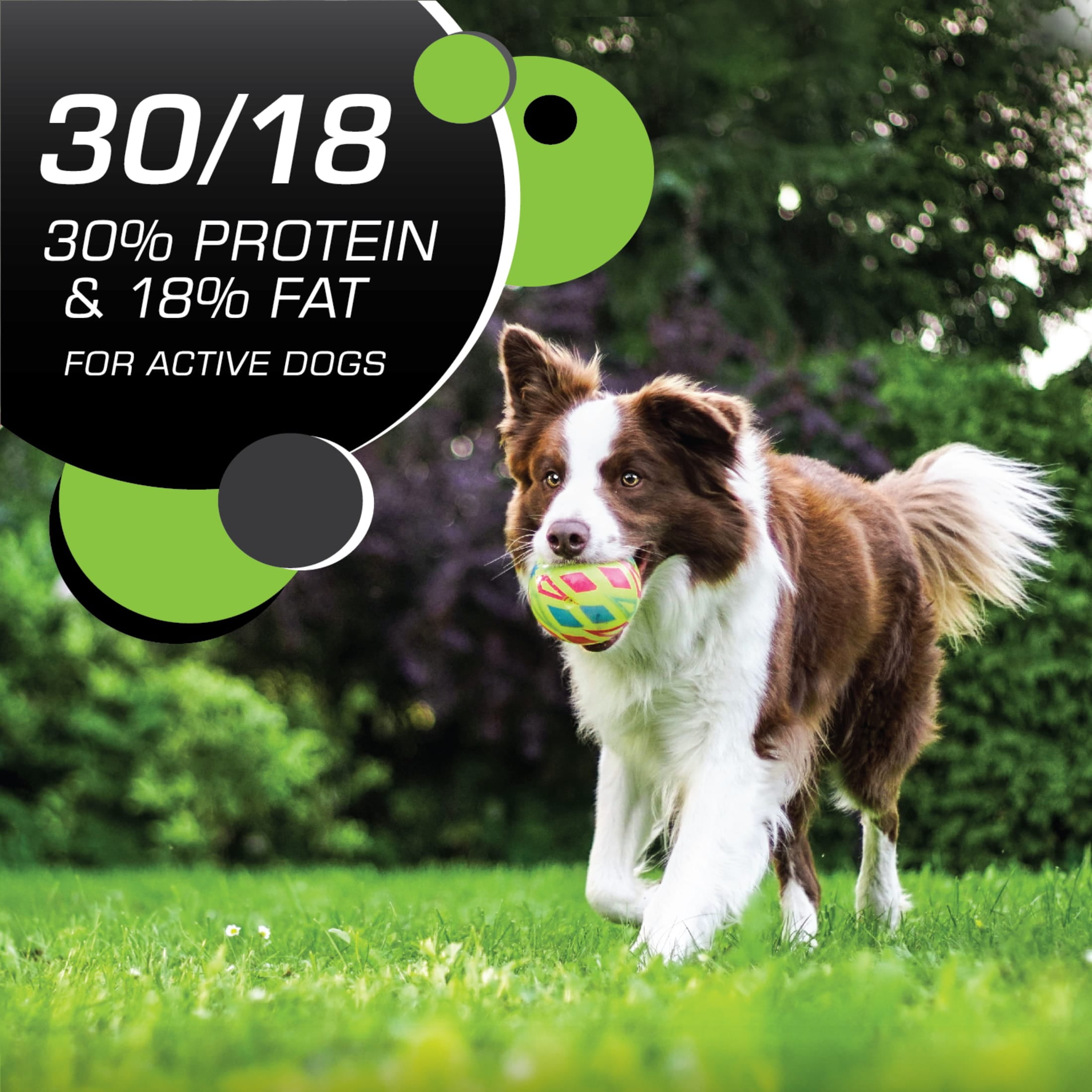 Iams Proactive Health Chicken And Turkey Dry Dog Food, 6 Lb Bag