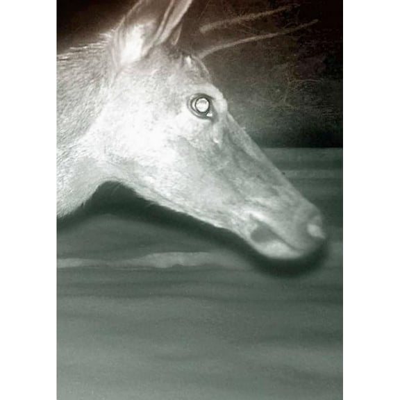 Alex Hanimann : Trapped