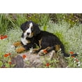 thumbnail image 2 of Lord, Fred 14x11 White Modern Wood Framed Museum Art Print Titled - CO, Breckenridge Female Bernese Mountain Dog, 2 of 4