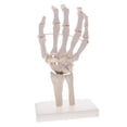 thumbnail image 3 of 1 pieza 1: 1 mano humana modelo conjunto estudio escolar herramienta de Zulema Modelo de esqueleto de mano, 3 of 7