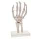 thumbnail image 3 of 1: 1 Modelo de Articulación de Tamaño Natural con Estatua Suministros de Juguete de Aprendizaje, 3 of 7