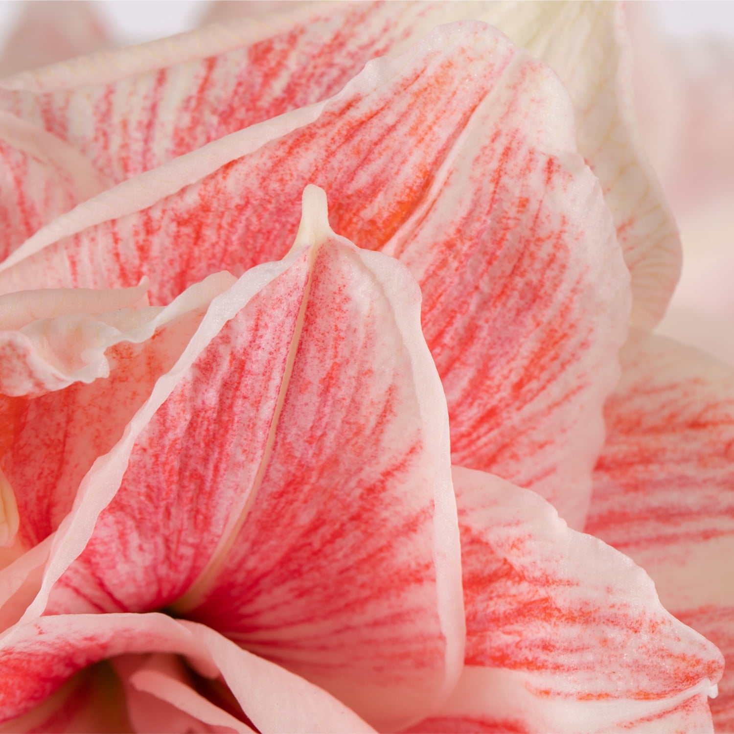 Van Zyverden Premium Fast Track Amaryllis™ Double Time™ Set of 1 Bulb Pink Partial Sun Perennial Flowering 2 lbs