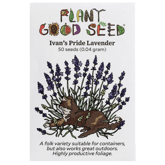 Plant Good Seed Ivan's Pride Lavender Seeds for Planting: Perennial Container Plant, 50 Seed Packet