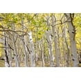thumbnail image 2 of Davidson, Janell 32x23 White Modern Wood Framed Museum Art Print Titled - USA-Utah Dixie National Forest Grove of Aspens in Fall colors, 2 of 4