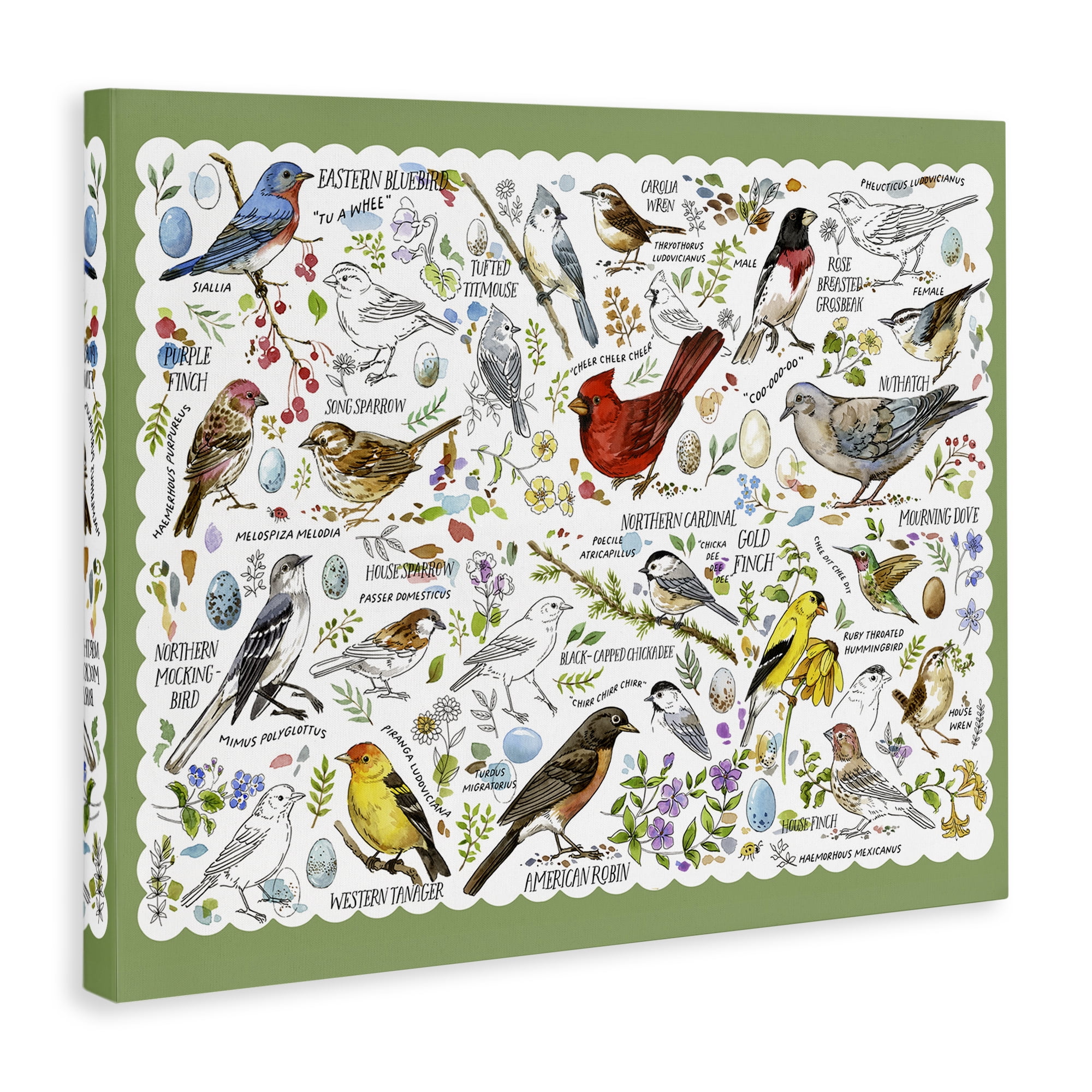 Stupell Industries Various Bird Species Animals & Insects Painting Gallery Wrapped Canvas Art Print Wall Art, 48 x 36