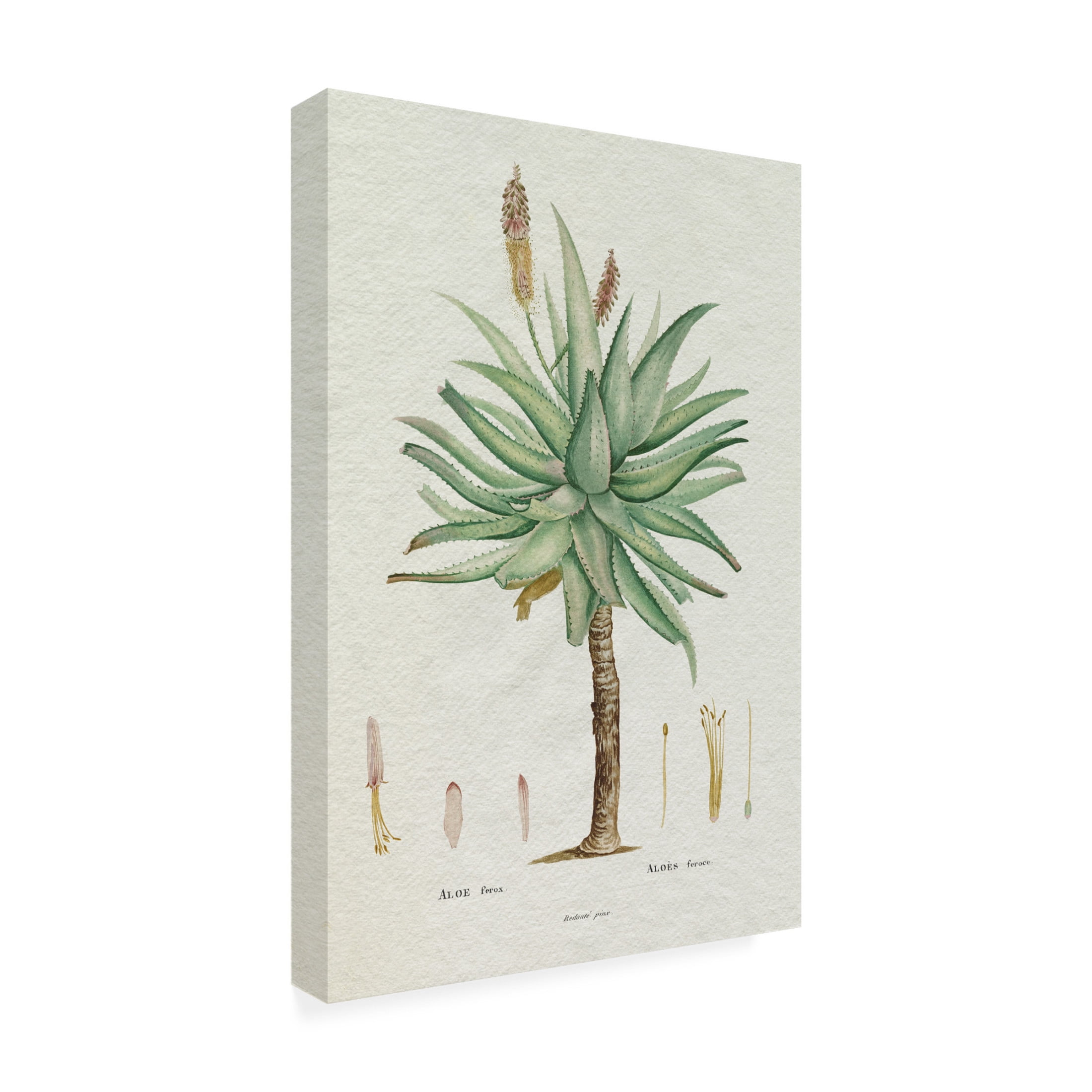 Trademark Fine Art Pierre Redoute  Redoute Succulent I Canvas Wall Art