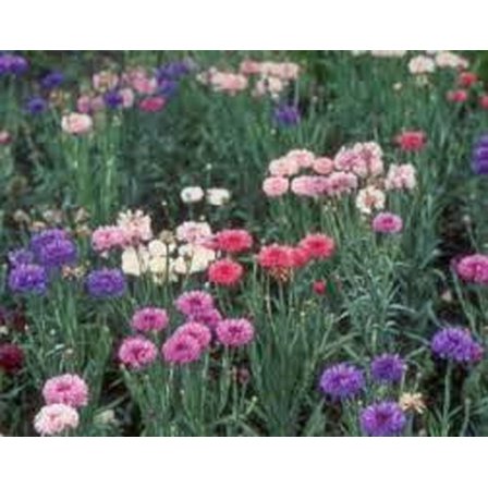 Bachelor Button, Dwarf Polka Dot Mix Seeds, 200 Seeds, Beautiful Bright Multi Colored Blooms