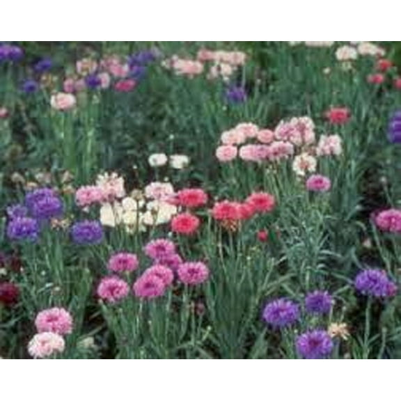 Bachelor Button, Dwarf Polka Dot Mix Seeds, 200 Seeds, Beautiful Bright Multi Colored Blooms