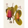thumbnail image 2 of Unknown 12x14 White Modern Wood Framed Museum Art Print Titled - Exotic Botanicals I, 2 of 4