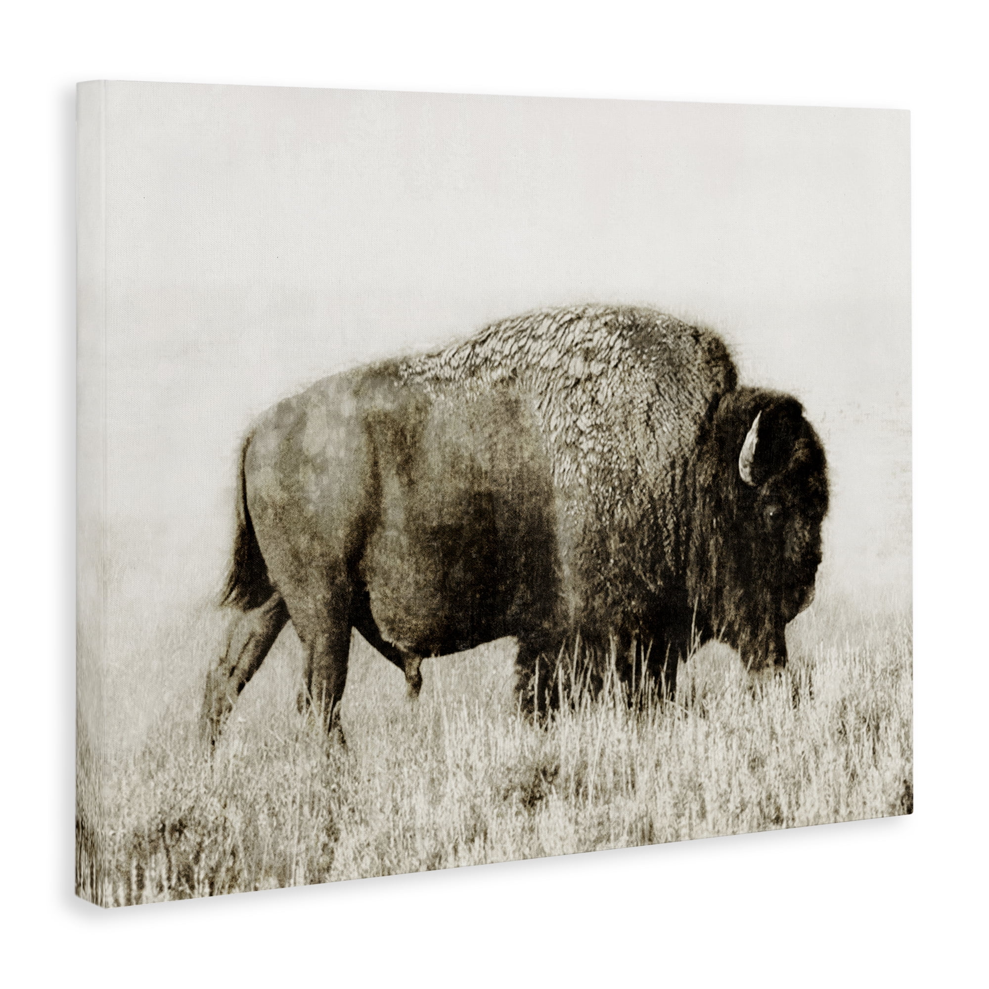 Stupell Industries Bison Grazing in Field Animals Photography Wrapped Canvas Art Print Wall Art, 20 x 16