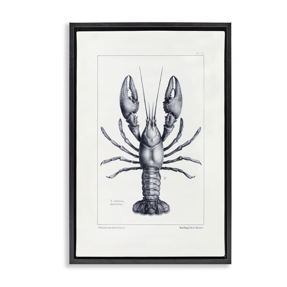 Stupell Industries Traditional Scientific Lobster Specimen Black Floating Frame Canvas Art, 17 x 25, by Tina Higgins Designs Inc.