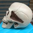 thumbnail image 5 of Nilvkv Halloween Skeletons Plastic Realistic Fake Simulation Human Skull Headbone Model Halloween Prop Realistic Mini Skeleton Spooky Halloween Decoration, 5 of 6