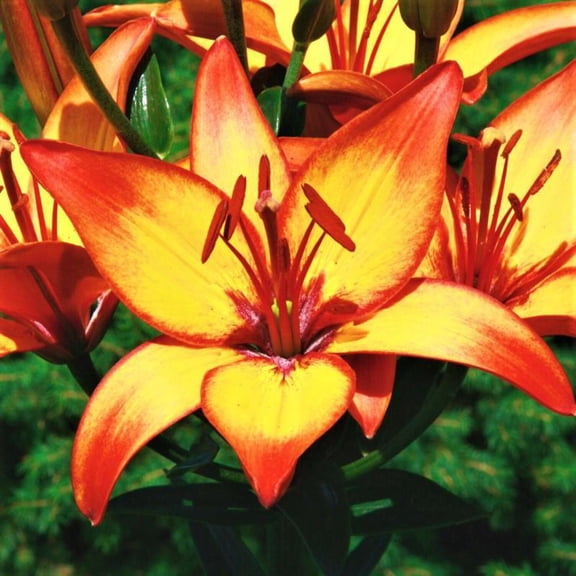 Easy to Grow Lilium Asiatic Lily Giraffe 3 Plant Bulbs, Summer Zones 4-9