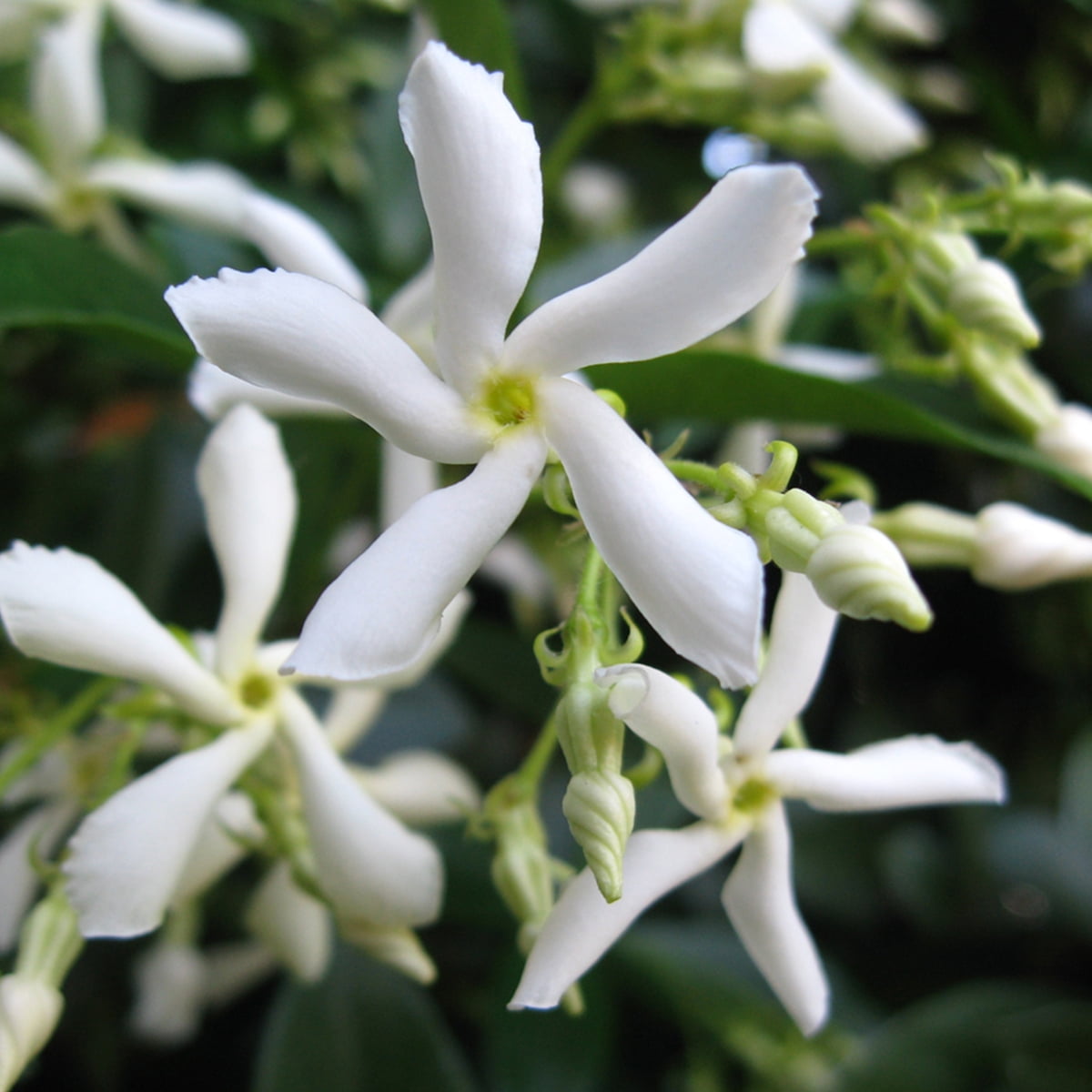 Buy 1 Gal. Confederate Jasmine Fragrant Blooms Beautiful Vining