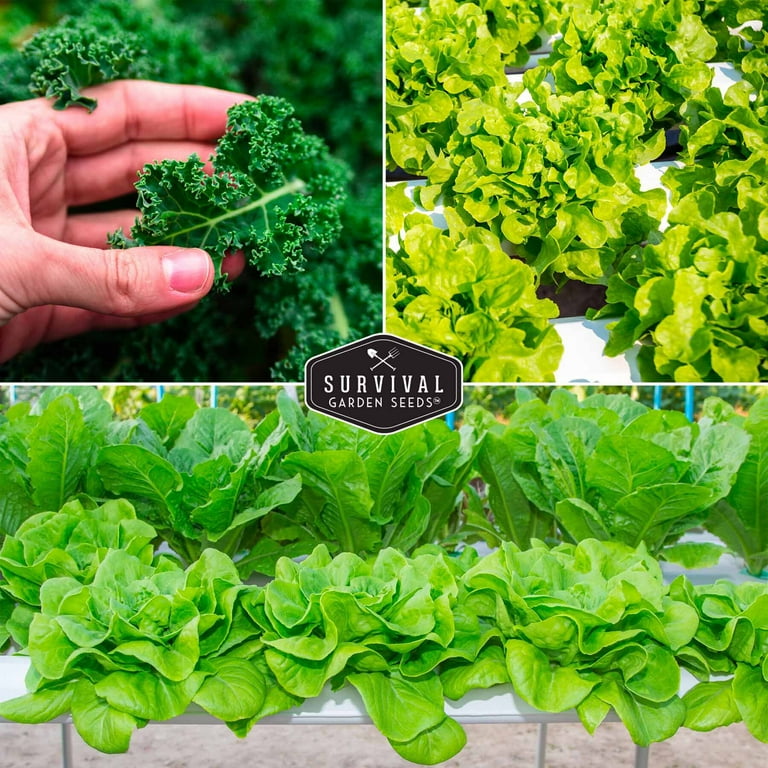 Hydroponic Buttercrunch Lettuce