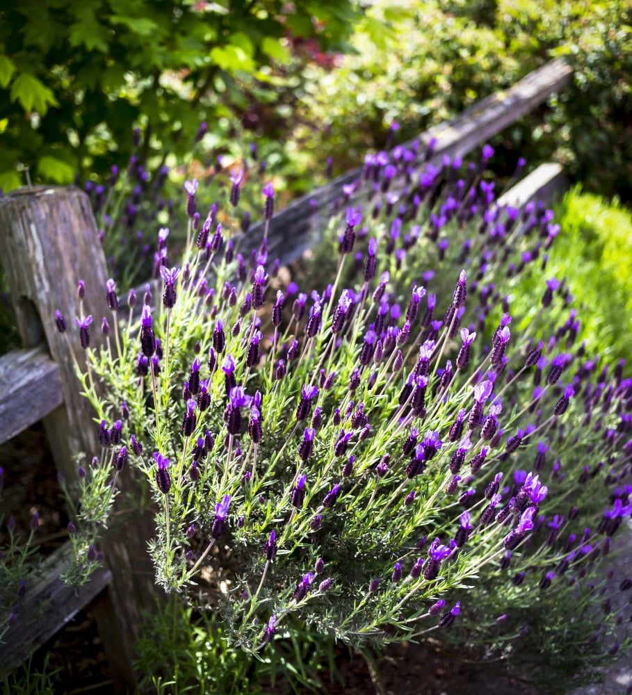 A lavender plant growing in a garden beside a wooden rail fence