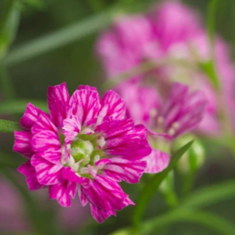 皿・プレート stone plate gypsy plants Gypsophila Gypsy Deep Rose Seed - Walmart.com