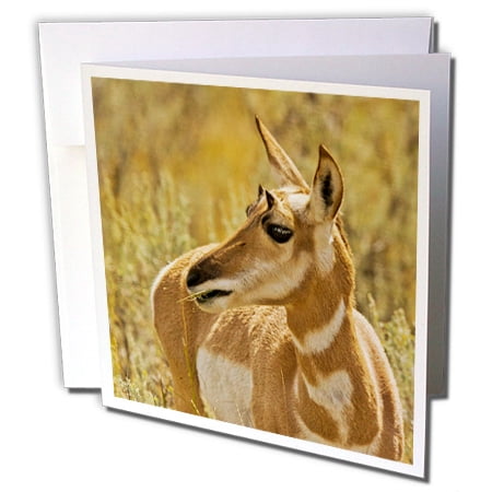 3dRose Female Pronghorn, Lamar Valley, Yellowstone National Park, Wyoming - Greeting Cards, 6 by 6-inches, set of (Best Way To See Yellowstone National Park)