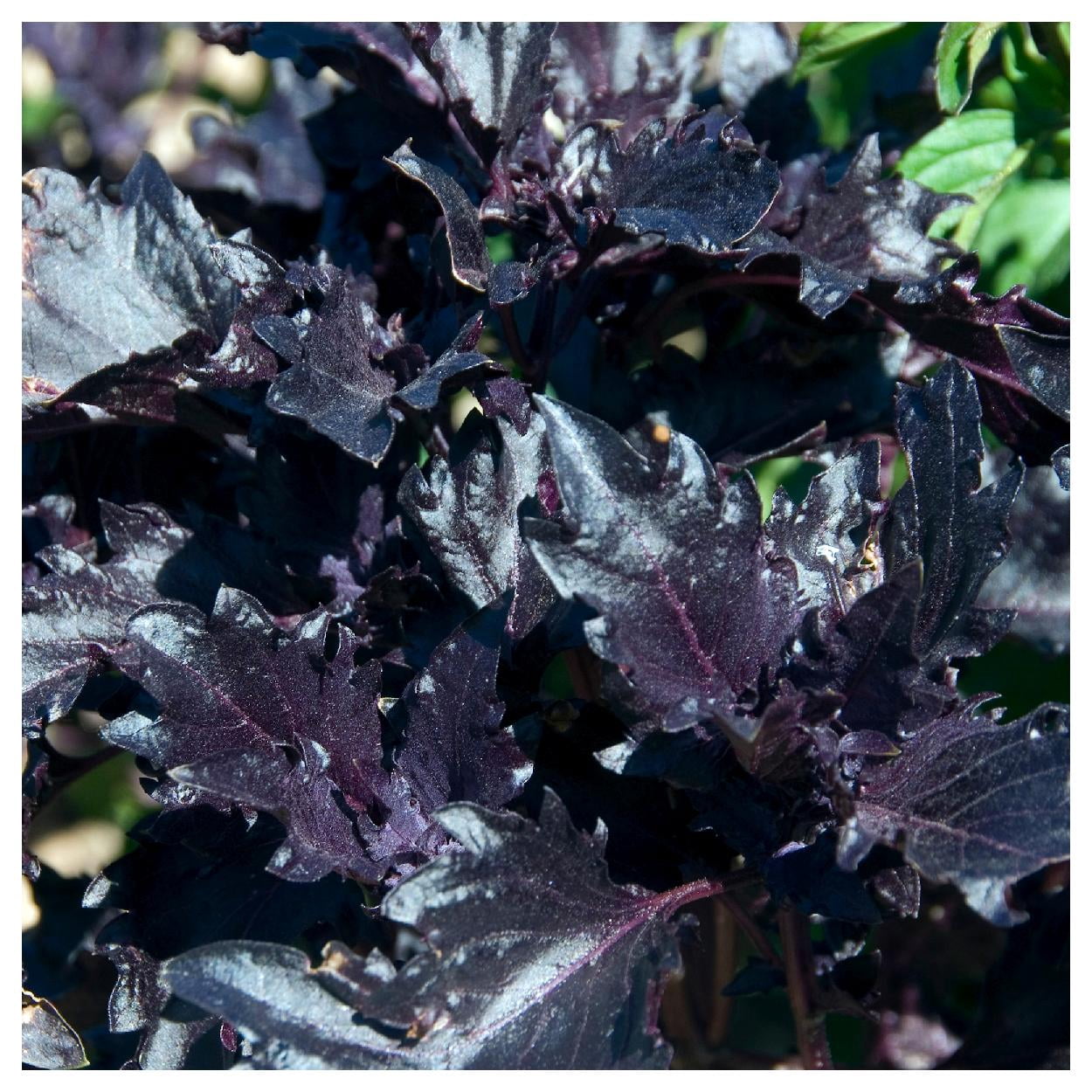 Everwilde Farms - 1 oz Purple Ruffles Basil Herb Seeds - Gold Vault Bulk Seed Packet