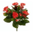 thumbnail image 1 of FBK107-FL 13,5 Po. Flame Kalanchoe Bush X5- Lot de 6, 1 of 4