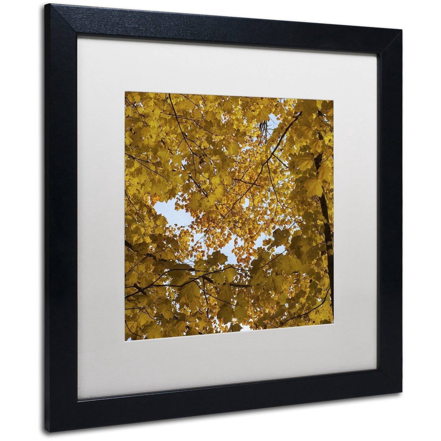 Trademark Fine Art "Golden Canopy of Autumn" Canvas Art by Kurt Shaffer, White Matte, Black Frame