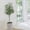 5FT, variant on QinaQin Realistic Artificial Olive Tree for Home & Office Decor – 7ft Tall Faux Plant with Lifelike Leaves & Fruits, UV-Resistant, Sturdy Indoor/Outdoor Potted Tree for Entryway, Living Room