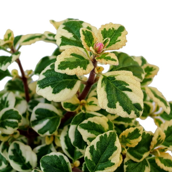 Rare Kandy Kisses Plant - Hemizygia - 4.5" Pot -