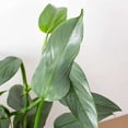 thumbnail image 3 of Philodendron Silver Sword Live Plant for Indoor | Different Houseplants in 4'' & 6'' Pot | Real House Plant for Living Room, Office, Desk & Bathroom | hastatum, 3 of 6