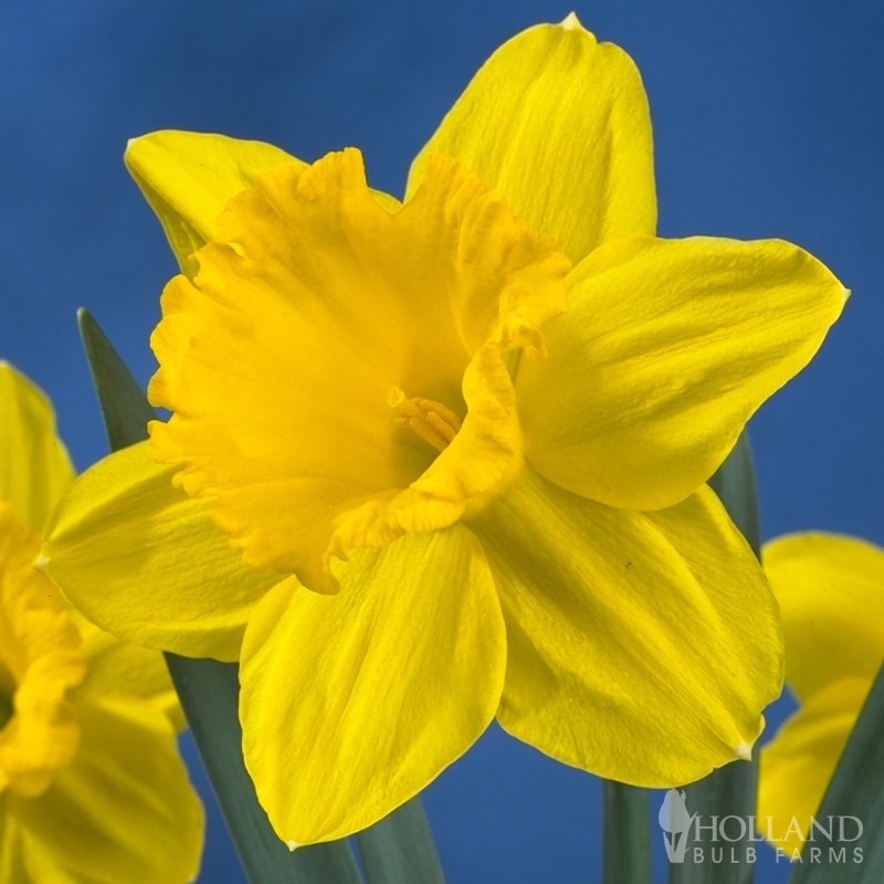 Gigantic Star Daffodil