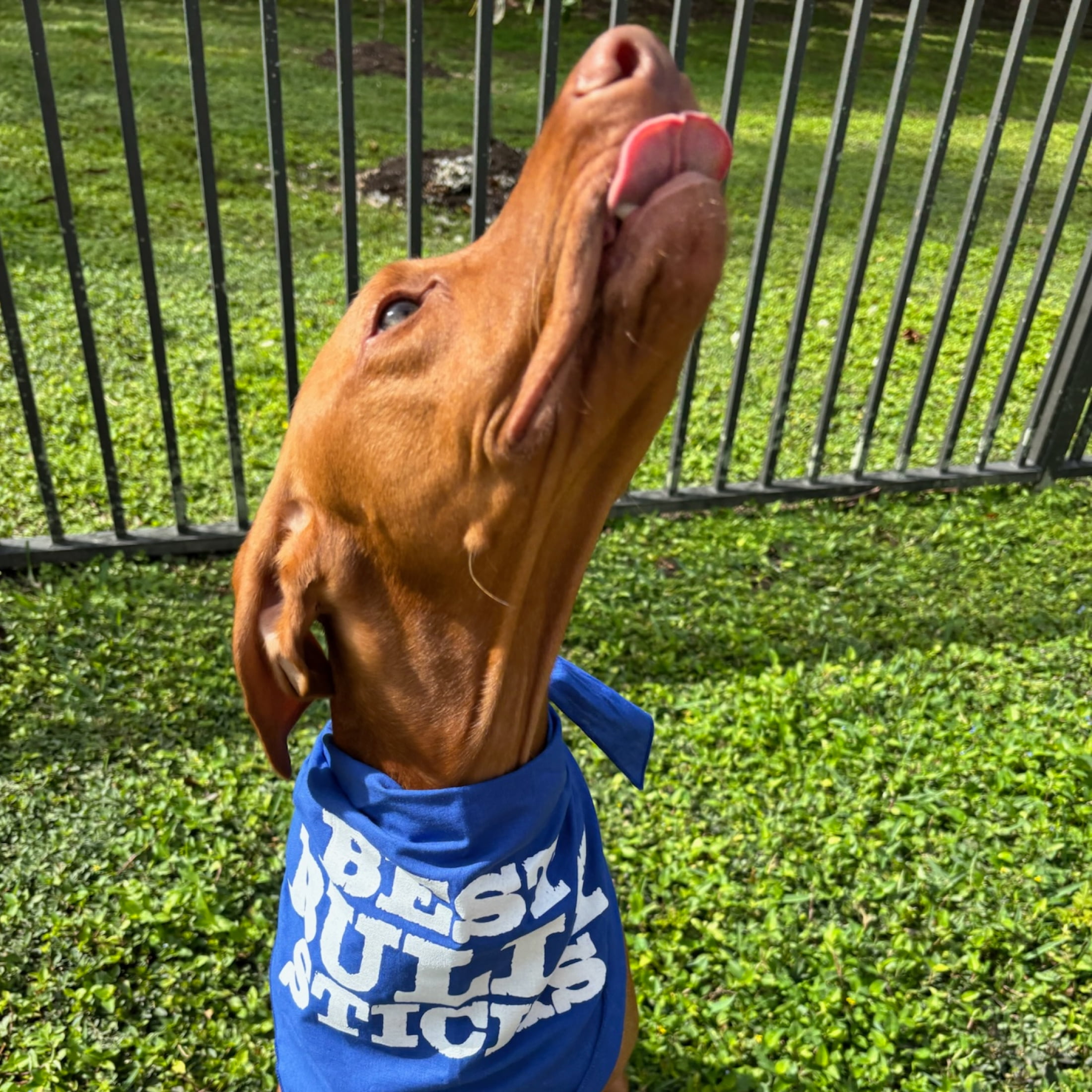 Best Bully Sticks 100% Natural Cow Hooves Dog Chews (25 Count Value Pack) - Free-Range & Grass-Fed Cattle - Long-Lasting Natural Alternative to Rawhide