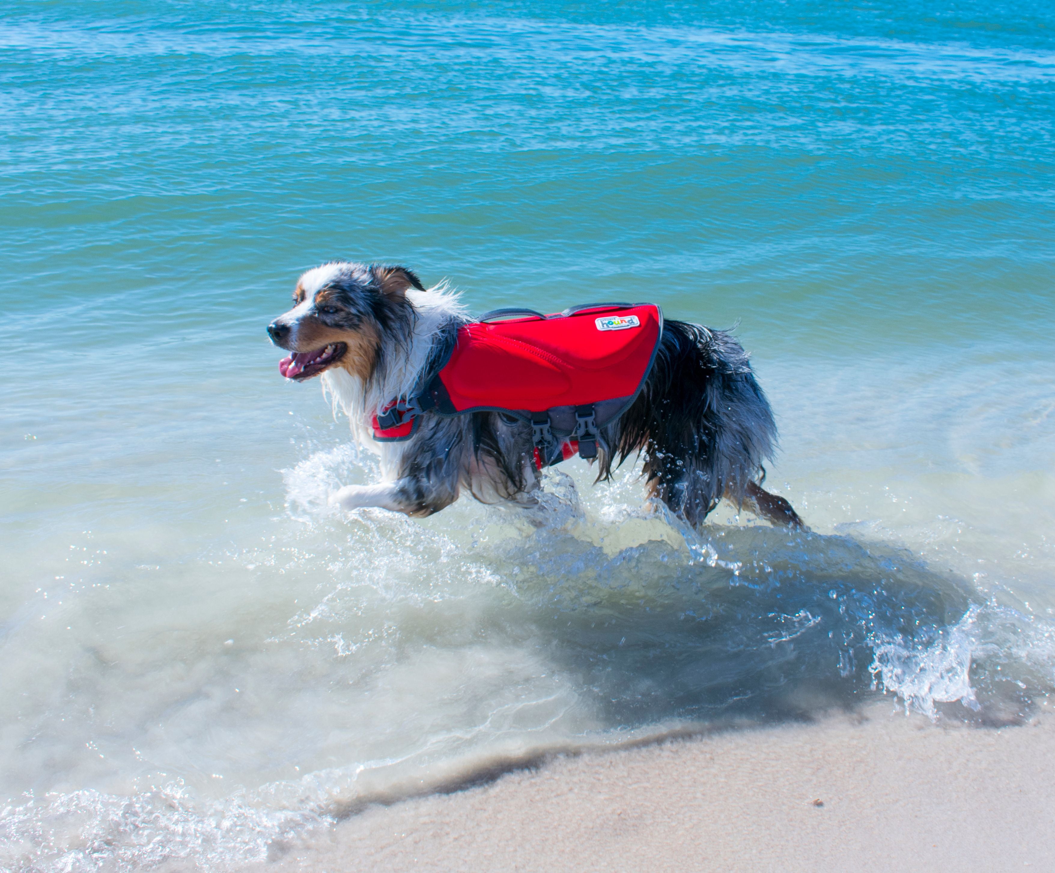 Outward Hound Dawson Swim Dog Life Jacket, Red, Large
