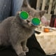 thumbnail image 2 of Bonitas y geniales gafas de sol para mascotas, accesorios para perros y gatos, accesorios de moda para fiestas, accesorios bonitos para mascotas, accesorios de regalo., 2 of 4