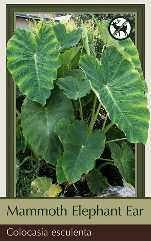 Mammoth Elephant Ear 1 Bulb 18/+" Colocasia esculenta