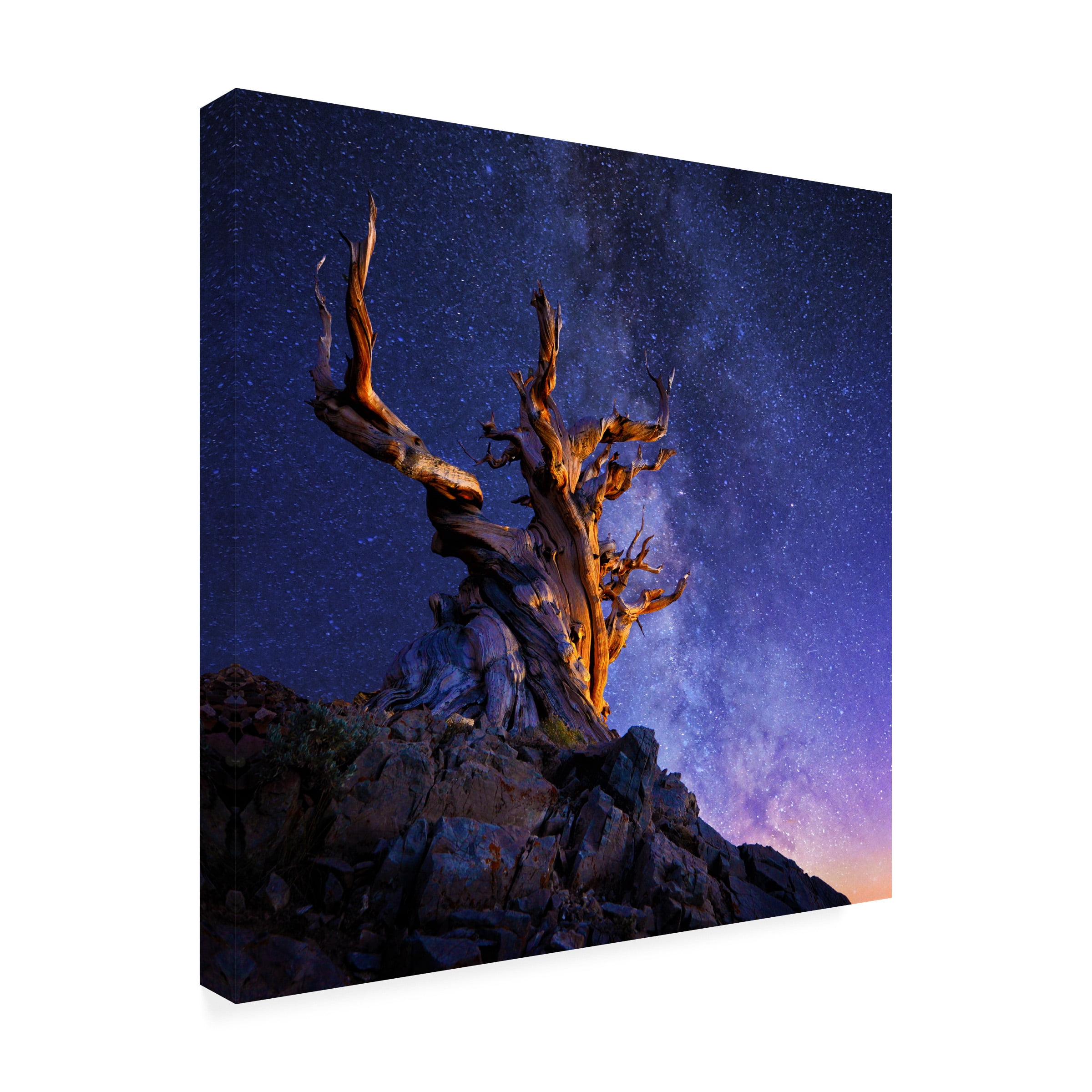 Surjanto Suradji 'The Ancient Tree' Canvas Art