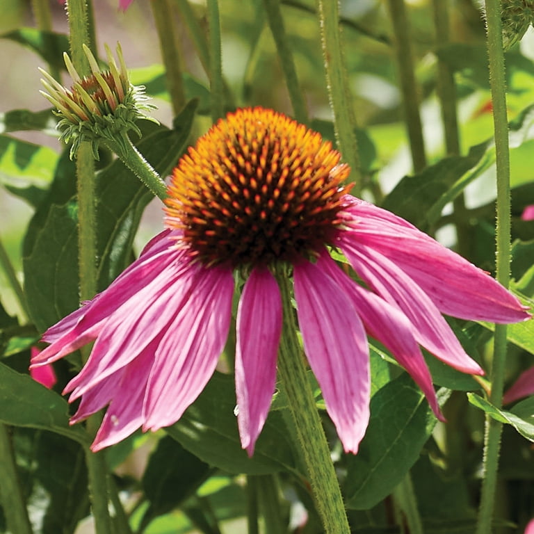 Expert Gardener Echinacea Purpurea (Set of 2 Dormant Bare Roots
