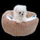 thumbnail image 2 of SAILING Cama cueva para perros y gatos, supersuave, casa para dormir profundo, cojín redondo para dormir en invierno, 2 of 5