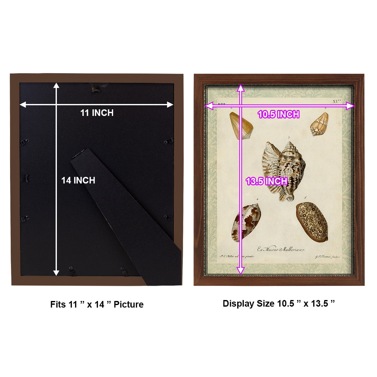 Bookplate Shells II - Framed Print w/glass - Chestnut